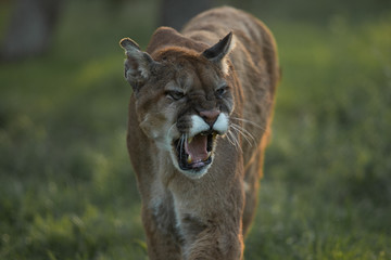 Naklejka premium Mountain Lion Growling 