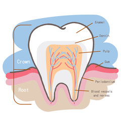 cartoon tooth chart