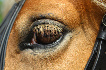 Animal eyes - eye of a Haflinger horse
