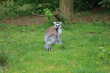 Funny lemur in the zoo