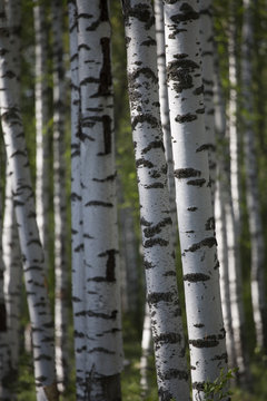 birch forest in summer morning
