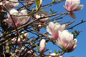 Magnolia-Baum