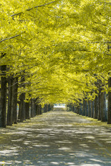 Line of Ginkgo trees in Showa Kinen Park  Japan No.3 　昭和記念公園の銀杏並木　その３