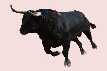 bull