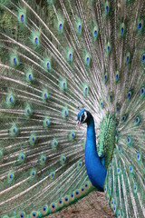Obraz premium Beautiful peacock with stunning tail closeup