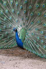 Obraz premium Beautiful peacock with stunning tail