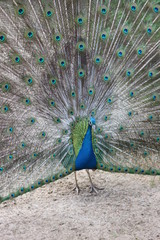 Naklejka premium Beautiful peacock with stunning tail