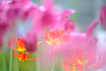 Tulips in the garden in springtime