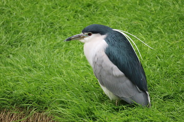 American night heron closeup on the grass