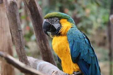 Big colourful parrot closeup