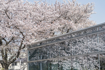 春の東京 立川市の桜 その3