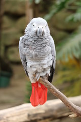 African gray parrot with the red tail