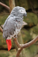 Obraz premium African gray parrot with the red tail