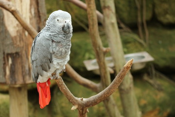 African gray parrot with the red tail