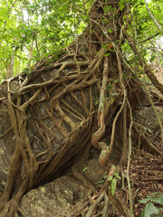 banyan tree and limestone waterfalls in purity deep forest at Kanchanaburi, Thailand