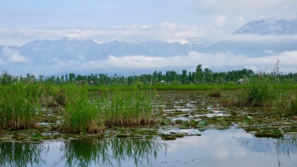 Dal See Landschaft in Kashmir, Indien 