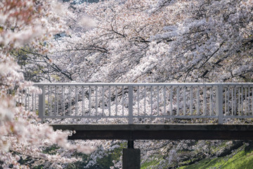 春の東京 立川市の桜 その2