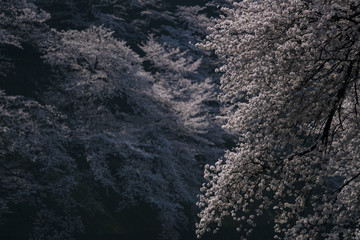 春の東京 千鳥ヶ淵の桜 その1