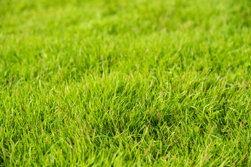 Green grass texture background for spring or summer and World Earth Day concept.