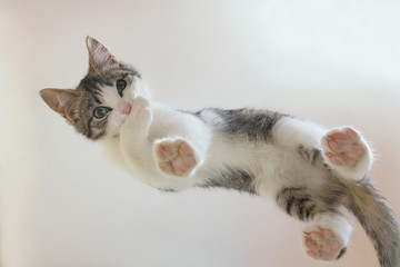 A cute little cat looks down from above, standing with paws on the glass from an unusual angle. washes its paw bites - obrazy, fototapety, plakaty