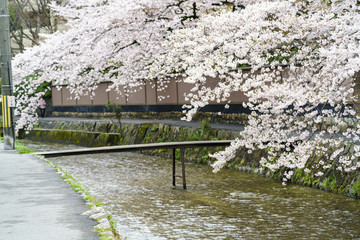 京都 東山の桜と小川 その3