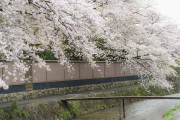 京都 東山の桜と小川 その2
