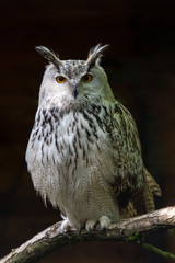 Siberian eagle owl, bubo bubo sibiricus. The biggest owl in the world