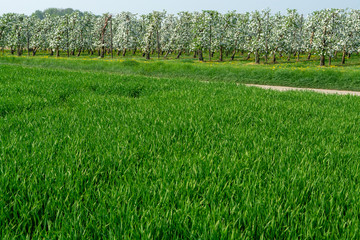 Spring fields panorama landscape with fresh green grass and apple tree orchard