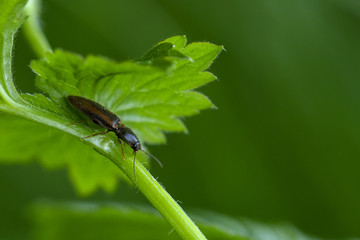 Geränderter Schnellkäfer (Dalopius marginatus)