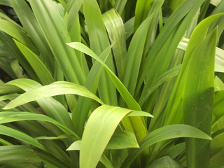 Obraz premium close up green leaves wall background