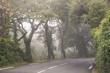 Fog on the forest road.