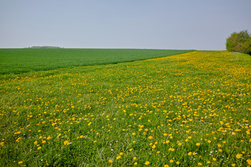Spring fields panorama landscape with fresh green grass and buttercup yellow flowers