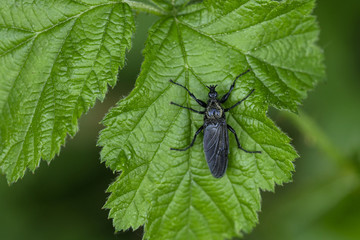 Steinfliege (Plecoptera)