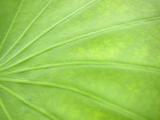 lotus leaf texture close up