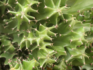green cactus close up