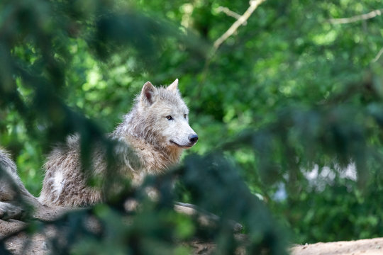 Arctic Wolf, Canis Lupus Arctos. Wild animal