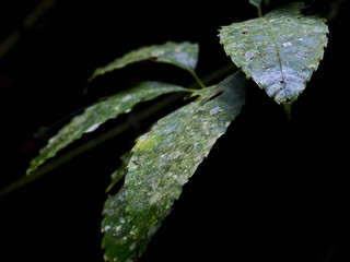 green Leaves in dark background