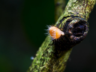 Champagne Mushroom or Pink Burn Cup On The Tree, thailand.