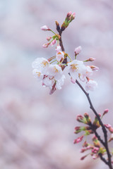 Cherry blossom, Sakura flower close up in spring season at Yokohama, Japan