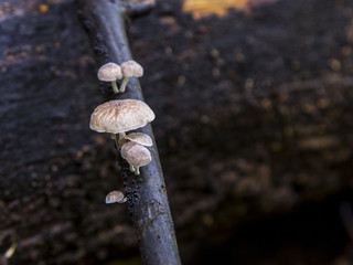 Gray mushrooms on wood in rainforest