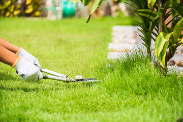 Hands holding the gardening scissors on green grass. Gardening concept background.