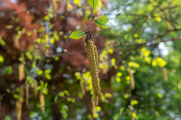 Spring allergy season with young birch catkins pollen