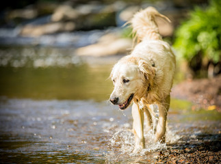 Golden Retriever on the shore