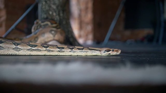 Python crawling on the floor in a studio