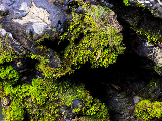 Moss on an old tree in a rain forest