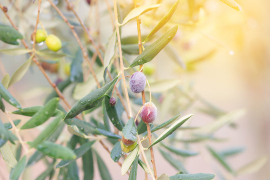 Olives growing on the tree in garden