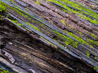 Moss on an old tree in a rain forest