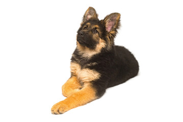 A beautiful puppy is the German shepherd, isolated on a white background. Fluffy dog close-up of brown and black color