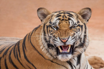 Plakat Angry tiger,Sumatran tiger (Panthera tigris sumatrae) beautiful animal and his portrait