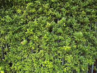 Fototapeta na wymiar Green Leaves background close up